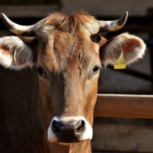 Cow/Zébu