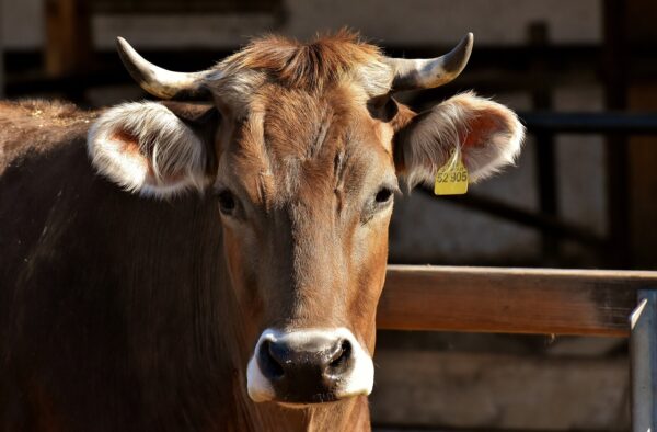 Cow/Zébu