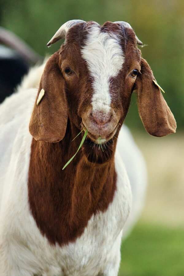 Goat/Chèvre
