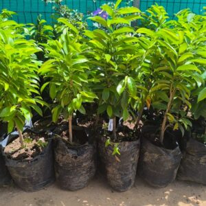 Plante de Corossolier –  50 CM