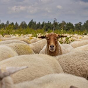 Sheep/Mouton