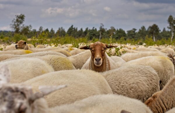 Sheep/Mouton
