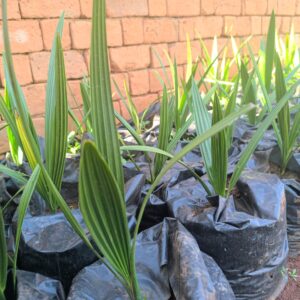 Plant de Dattier – 50 cm