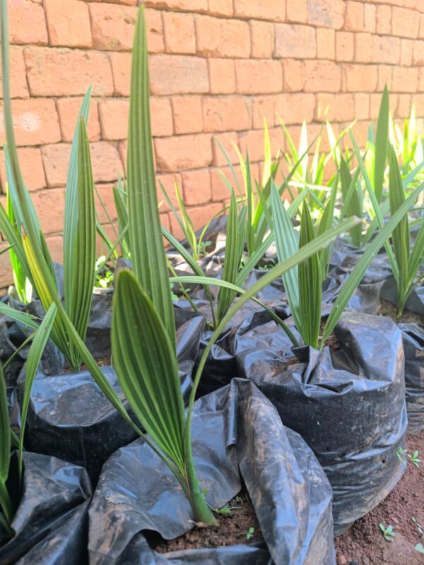 Plant de Dattier – 50 cm